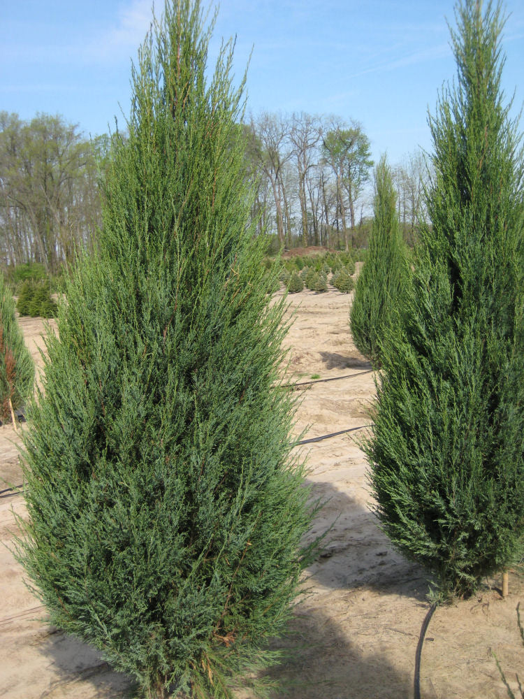 juniper skyrocket field.jpg