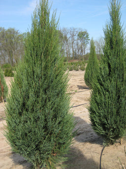 juniper skyrocket field.jpg
