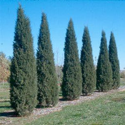 juniperus-virginiana-taylor.jpg