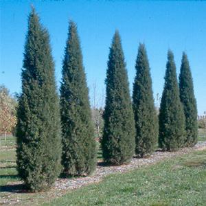 juniperus-virginiana-taylor.jpg