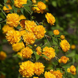 kerria_jap_pleniflora[1].jpg