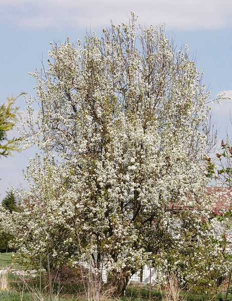 kieffer-pear.jpg