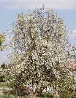 kieffer-pear.jpg