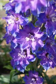 kinglsey delphinium.jfif