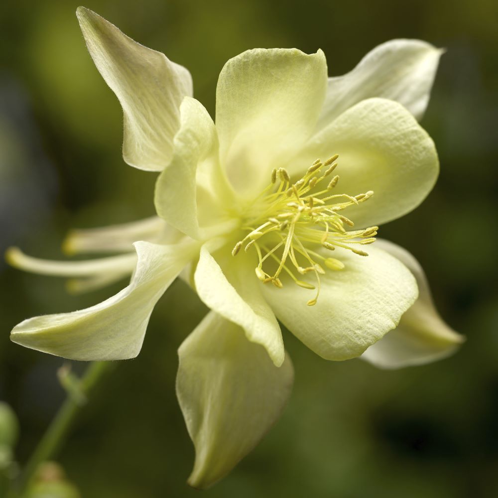 kirigami_yellow_aquilegia.jpg