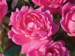 knockout_double_pink.jpg
