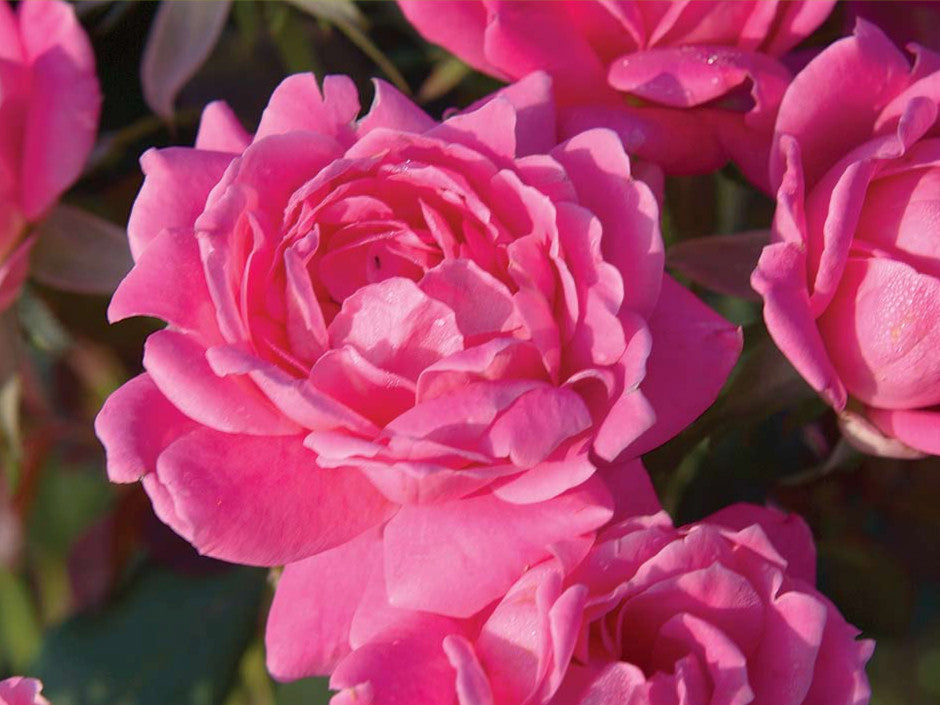 knockout_double_pink.jpg