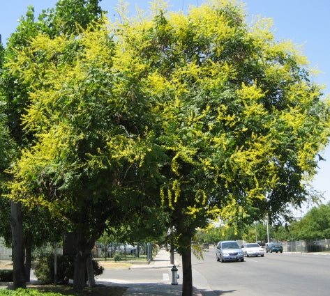 koelreuteria paniculata.jpg
