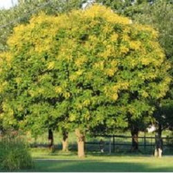 koelreuteria_summerburst[1].jpg