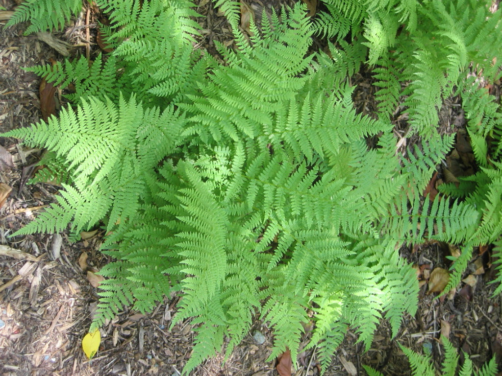 lady fern.JPG