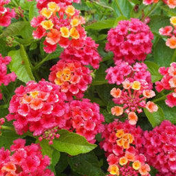 lantana_bandana_cherry_sunrise_.jpg