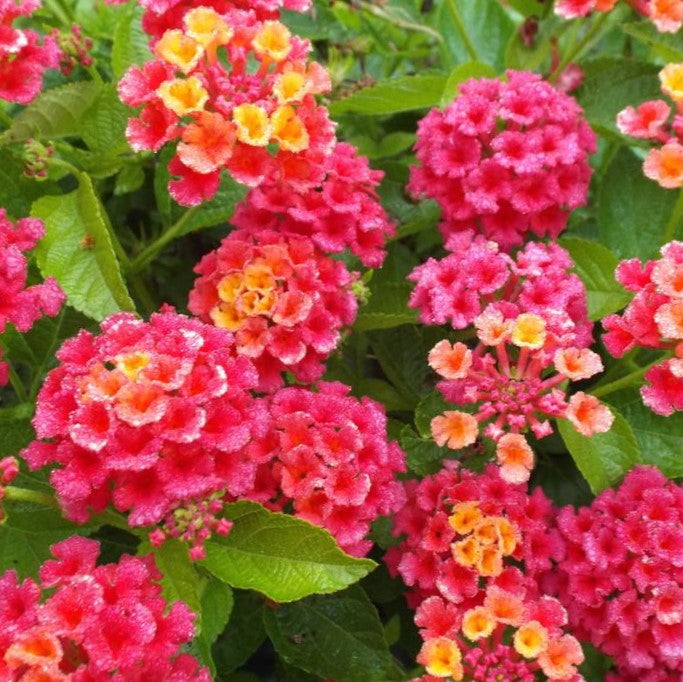 lantana_bandana_cherry_sunrise_.jpg