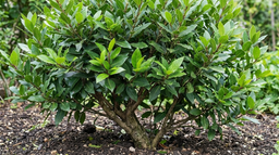 laurus_nobilis_04072026.png