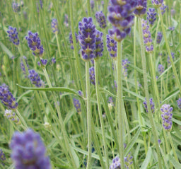 lavendula provence a.jpg