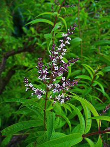 lemon%20verbena[1].jpg