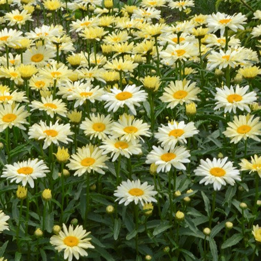 leucanthemum_banana_cream_2-.jpg