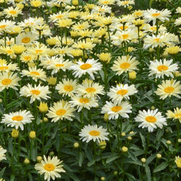 leucanthemum_banana_cream_2-.jpg