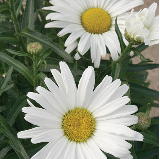 leucanthemum_daisy_may.jpg.png
