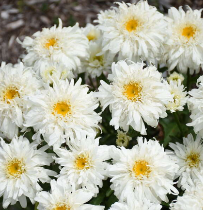 leucanthemum_marshmallow_.png