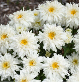leucanthemum_marshmallow_.png