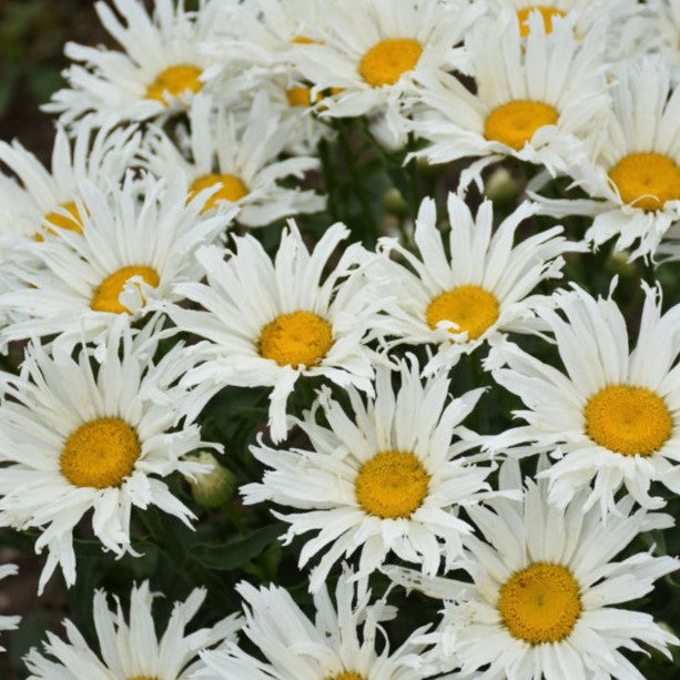 leucanthemum_spun_silk_.jpg
