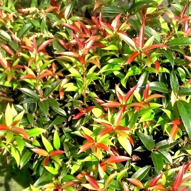 leucothoe_rejoyce_.jpg