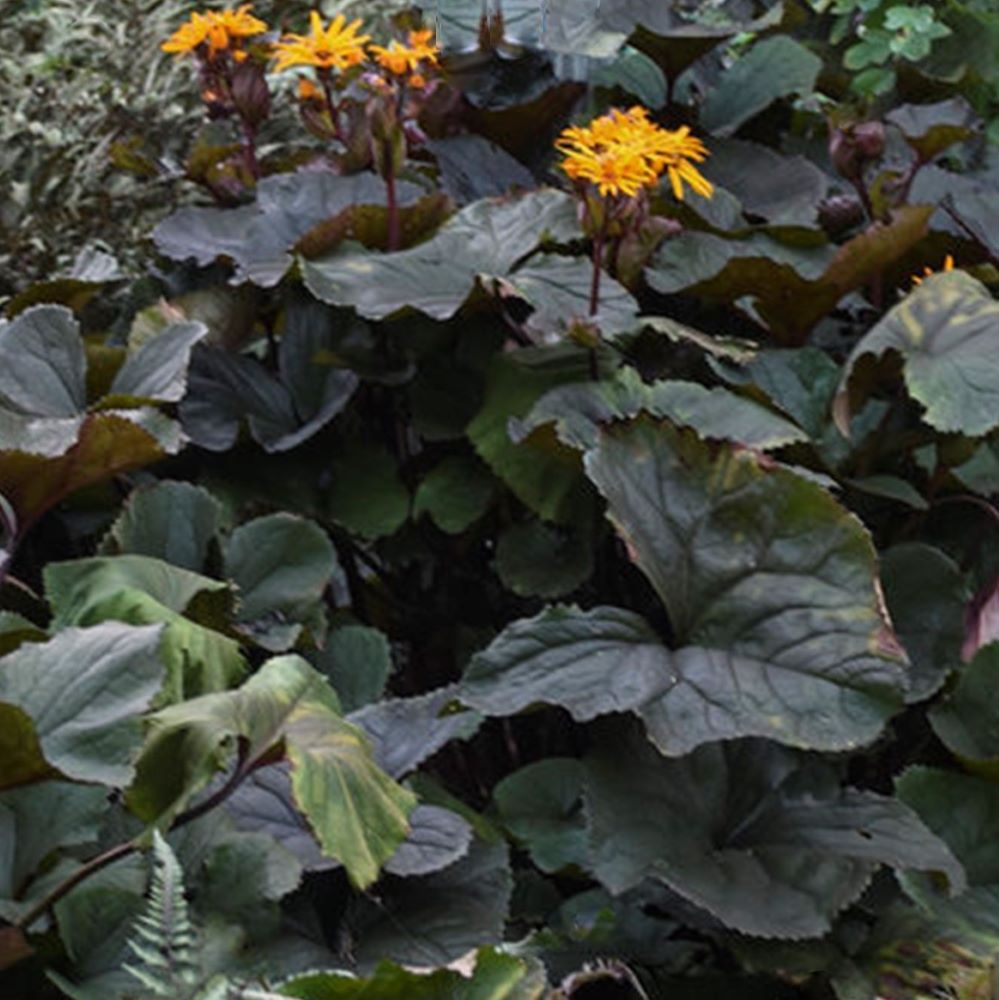 ligularia britt marie crawford2.jpg
