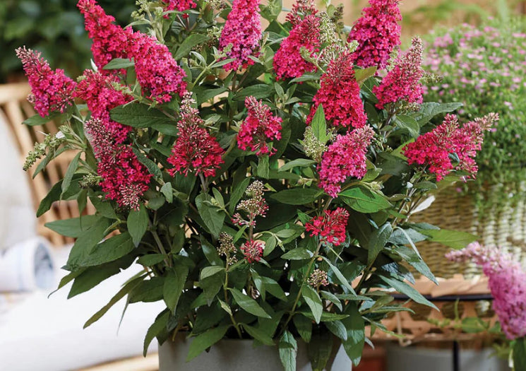 lil raspberry buddliea.png