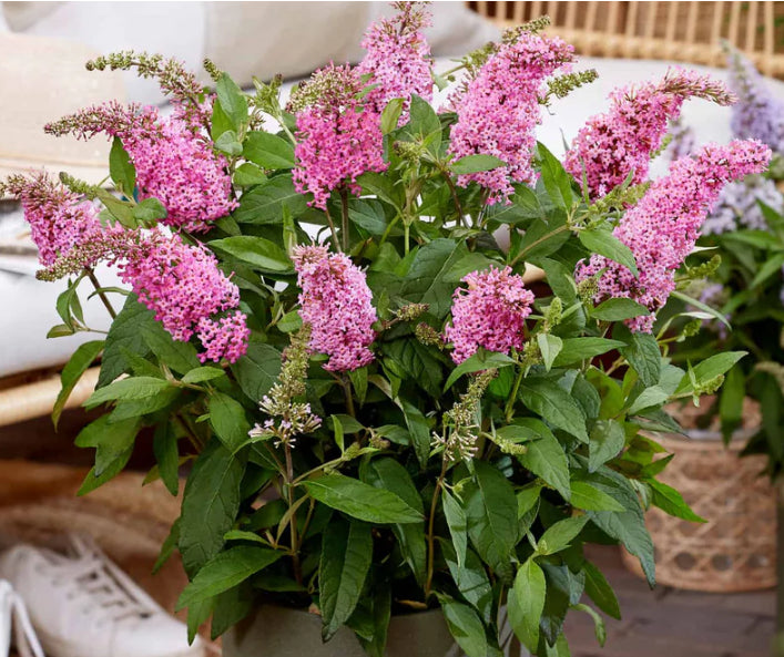 lil taffy buddleia.png