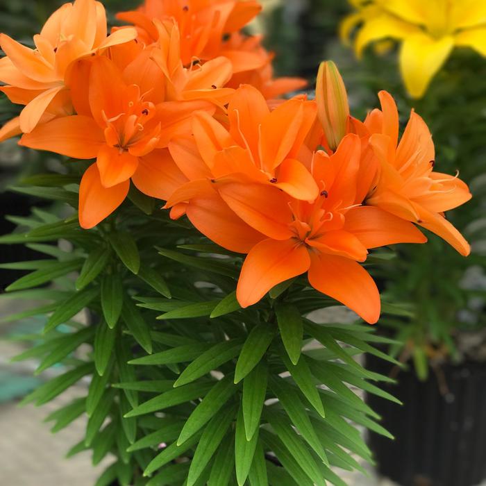 lilium dbl dutch.jpg