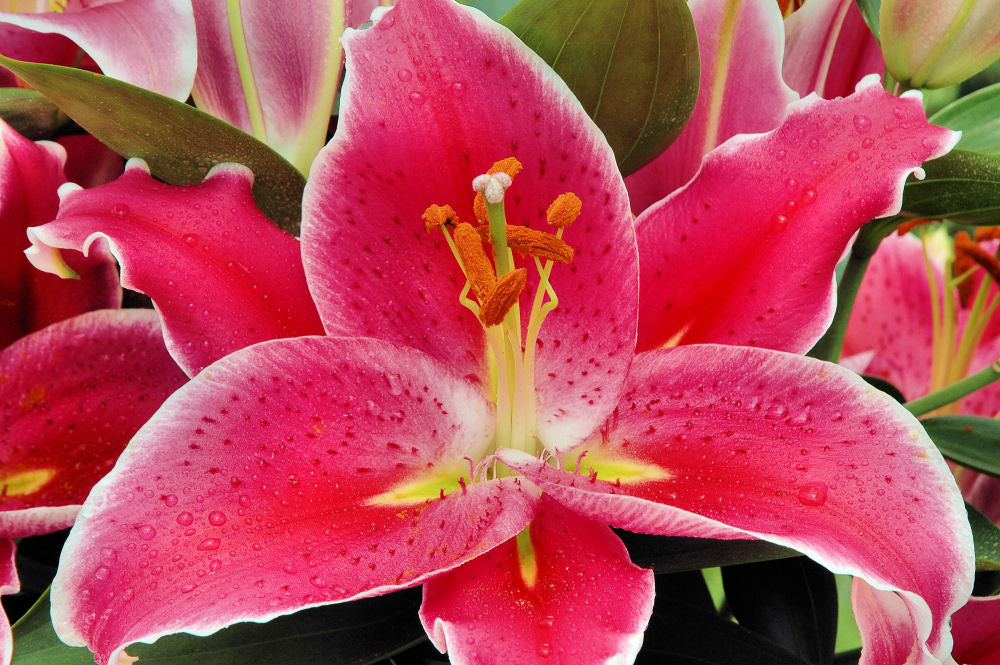 lily or. After Eight close up.jpg