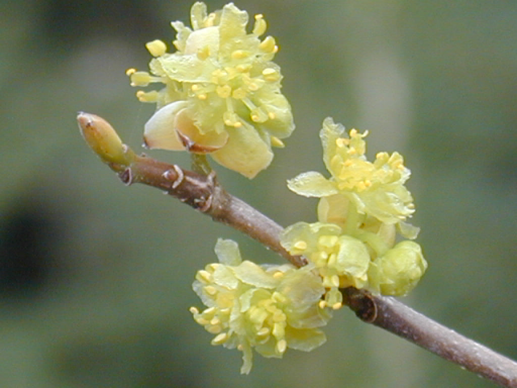 lindera_benzoin.jpg