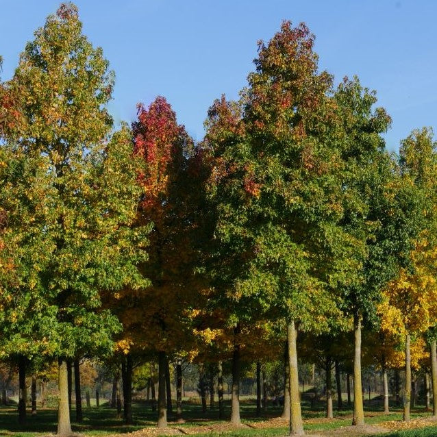liquidambar styra4.jpg