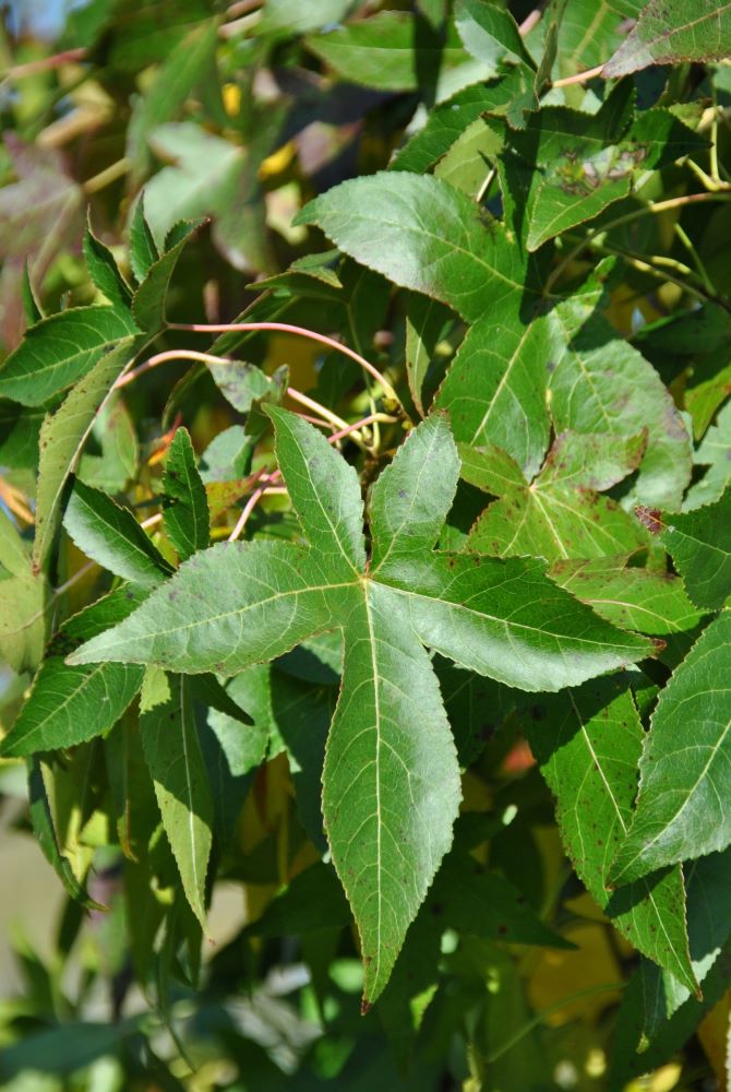 liquidambar_styraciflua_slender_silhouette.jpg