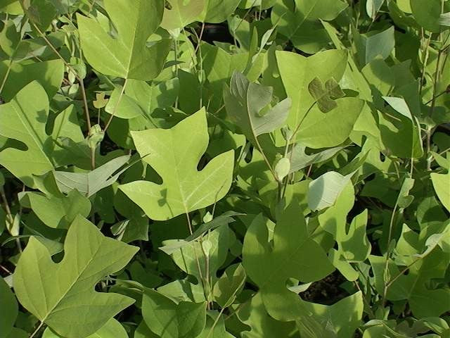 liriodendron_arnold.jpg