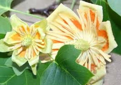 liriodendron_little_volunteer.jpg