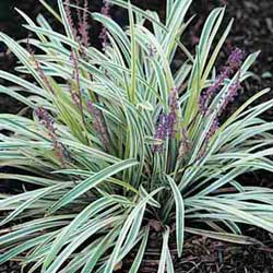 liriope_variegata[1].jpg