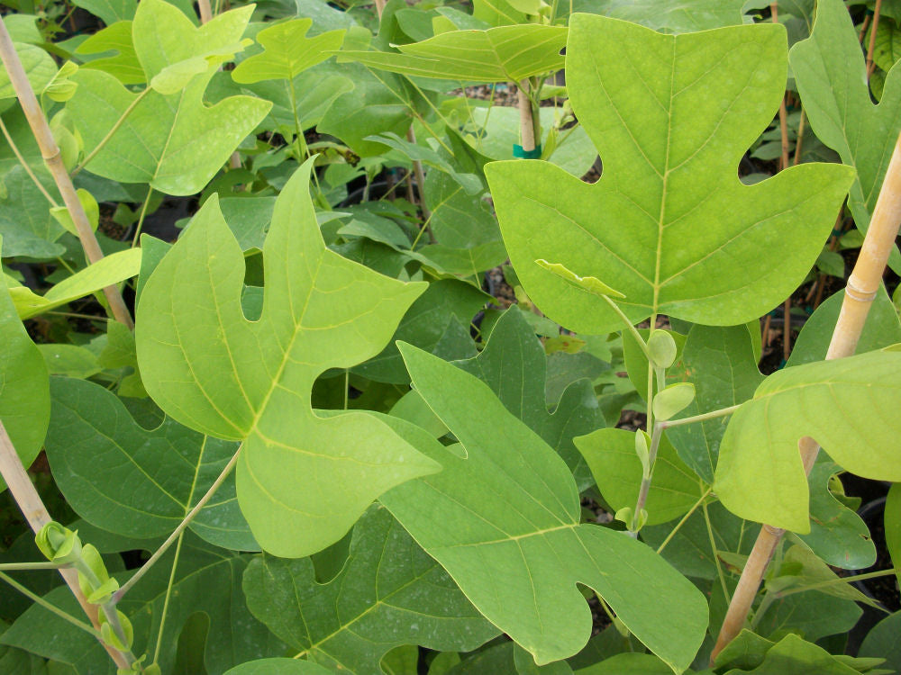 lirodendron tulipfera.jpg