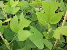 lirodendron tulipfera.jpg