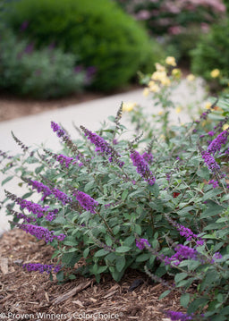 lo_beholdr_blue_chip_jr__buddleia.jpg