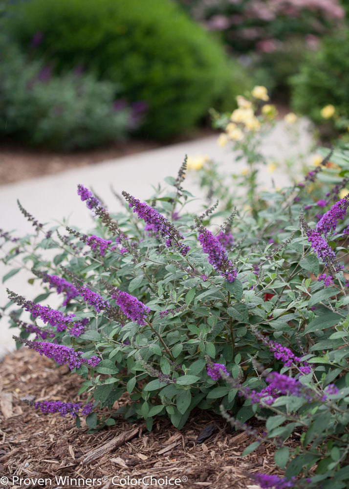 lo_beholdr_blue_chip_jr__buddleia.jpg