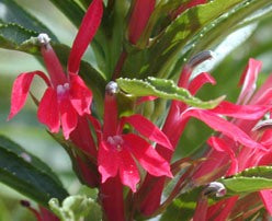 lobelia cardinalis.jpg