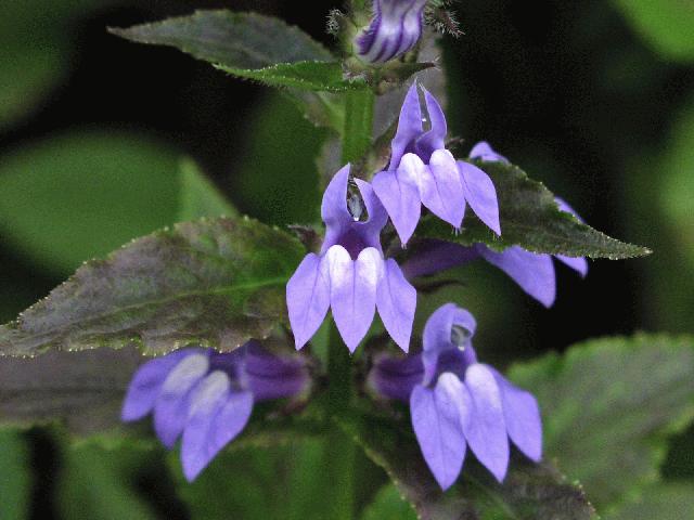 lobelia_siphilitica[1].jpg
