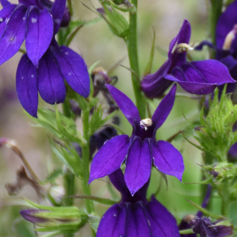 lobelia_starship_blue_.jpg