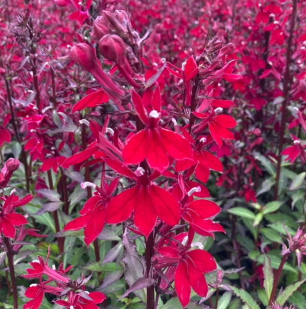 lobelia_starship_burgundy_.jpg