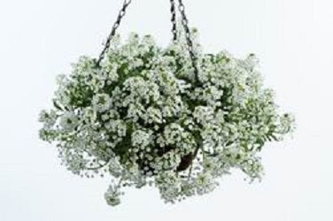 lobularia_white_stream.jpg
