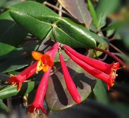 lonicera_major_wheeler[1].jpg