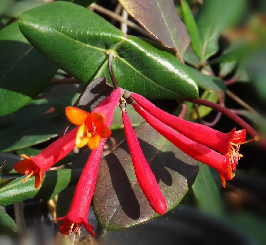 lonicera_major_wheeler[1].jpg