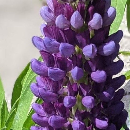 lupine-staircase_blue.jpg