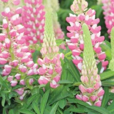 lupine-staircase_rose_white.jpg